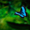 Blue morpho butterfly fly